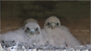 <p>POŠTOLKA OBECNÁ (Falco tinnunculus) Knížecí - Jiříkov</p>
